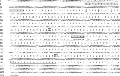 Molecular Characterization of a Novel Cathepsin L in Macrobrachium nipponense and Its Function in Ovary Maturation